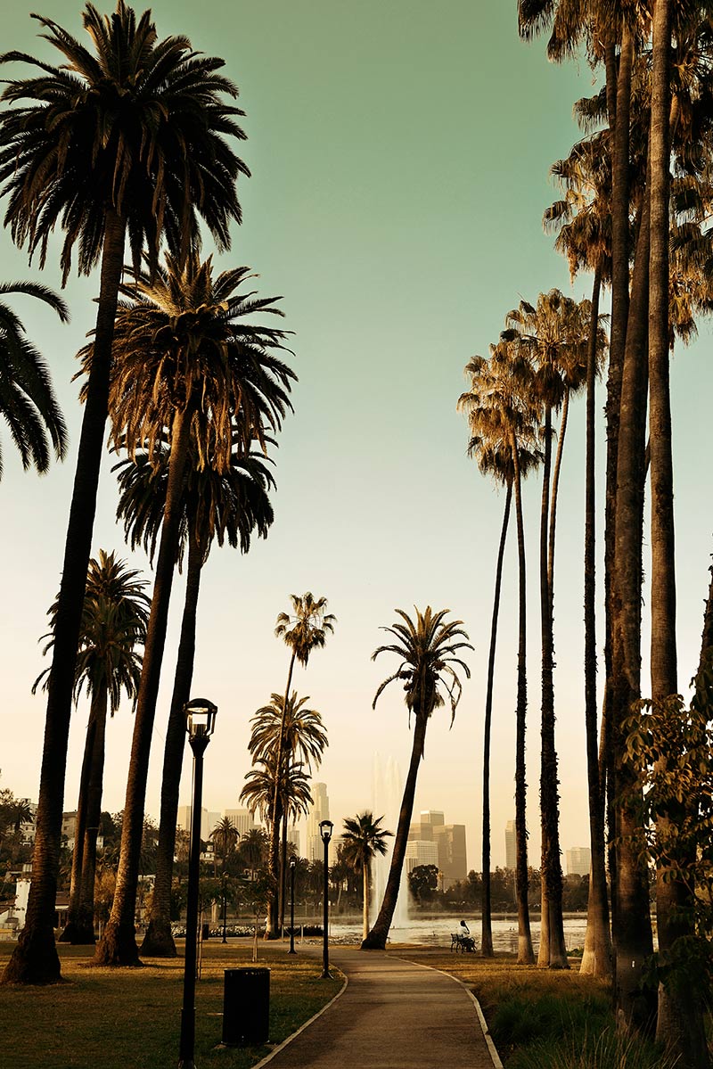 A view of palm trees in the distance.